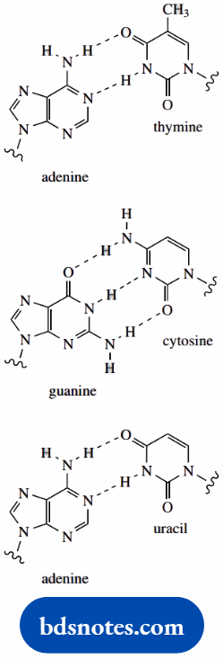 Atomic Structure And Bonding Hydrogen Bonds And DNA