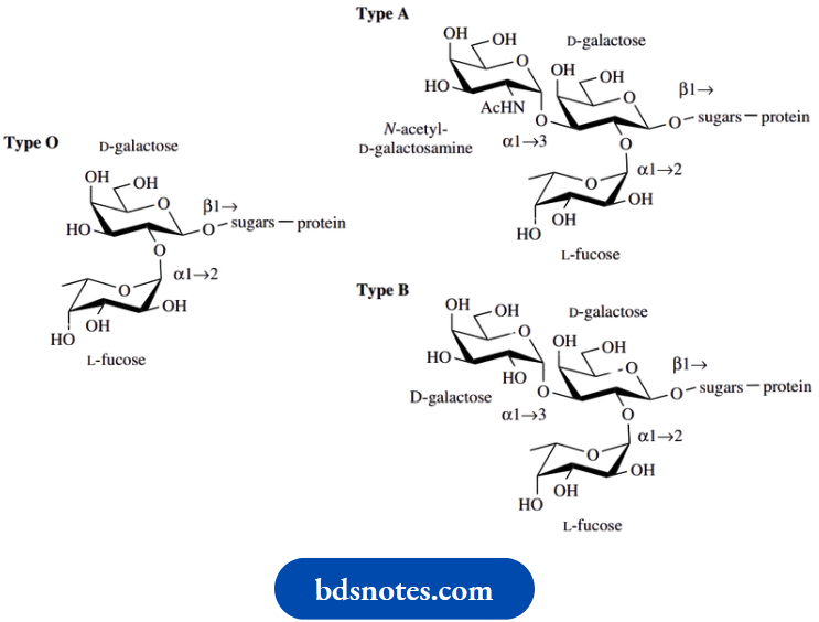Carbohydrates A Carbohydrates Determination Of Blood Groups
