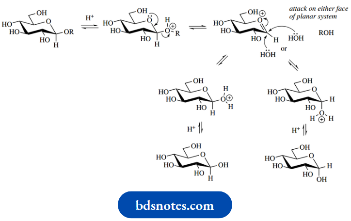 Carbohydrates Acid Catalysed Hydrolysis Of Glycosides