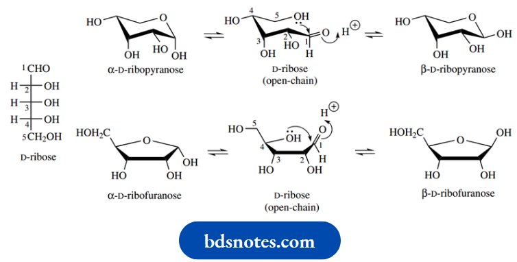 Carbohydrates Always Found In Furanose