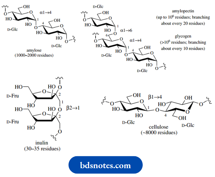 Carbohydrates Amylose Insulin And Cellulose
