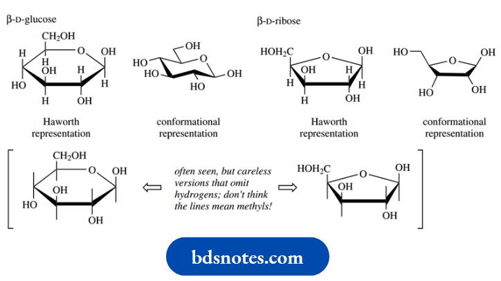 Carbohydrates Beta D Glucose And Beta D Ribose