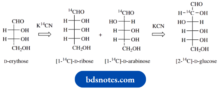 Carbohydrates D Erythose Ribose Arabinose And Glucose