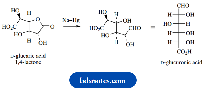 Carbohydrates D Glucaric Acid 1 And 4 Lactone To Formof D Glucuronic Acid