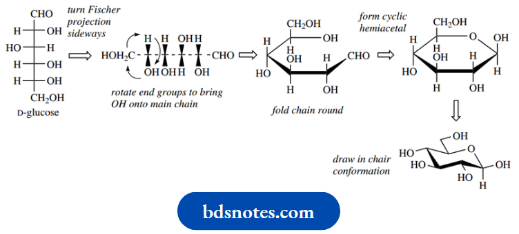 Carbohydrates Fisher Projection
