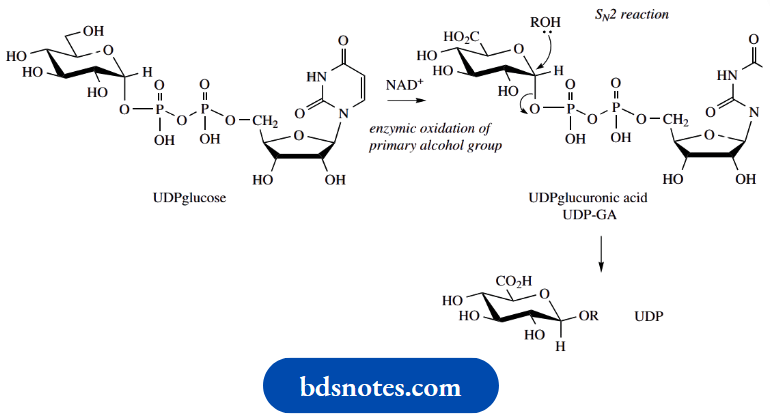 Carbohydrates Glucuronides In Drug Metabolism
