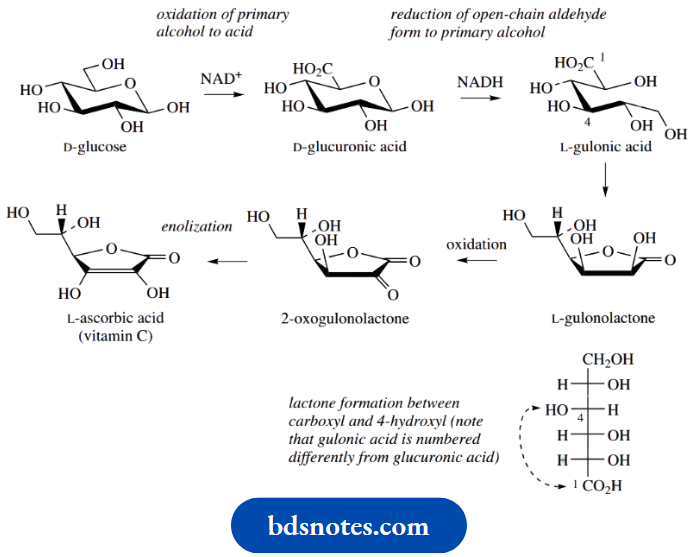 Carbohydrates Lactone Formation