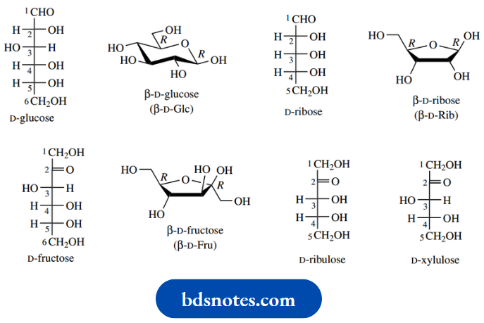 Carbohydrates Monosaccharides