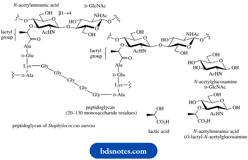 Carbohydrates N Acetylmuramic Acid