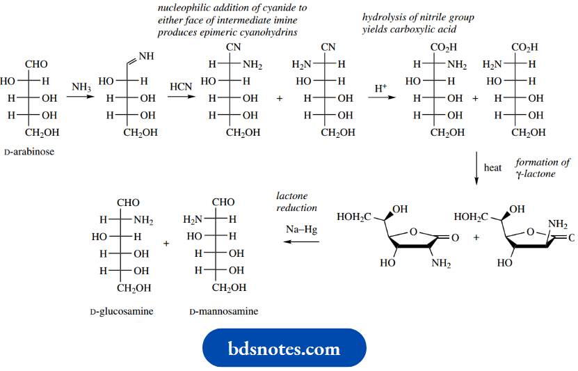 Carbohydrates Nucleophilic Addition Of Cyanide To Either Face