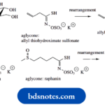 Carbohydrates Singrin