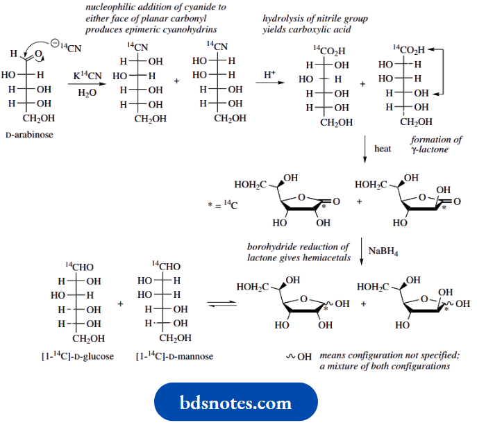 Carbohydrates Synthesis Of 4 C Labelled glucose
