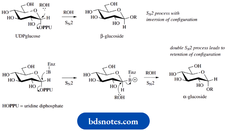 Carbohydrates UDP Glucose And Beta Glucoside