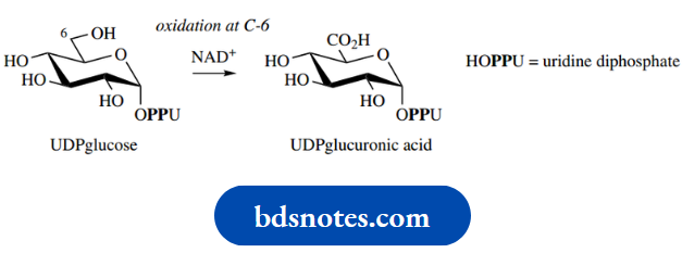 Carbohydrates UDPglucuronic Acid
