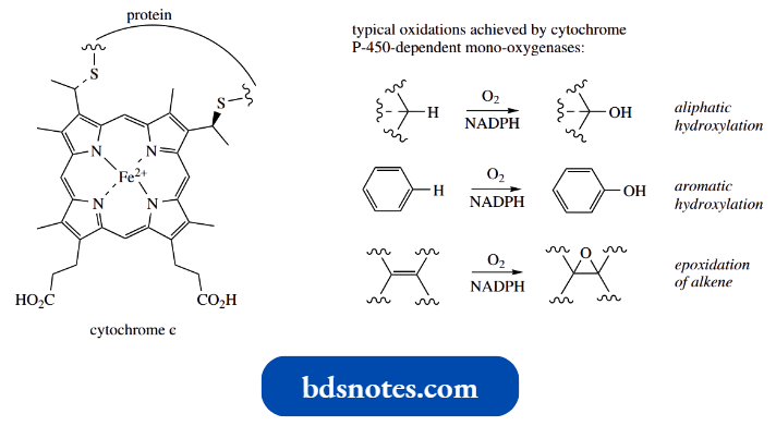 Heterocycles Cytochromes
