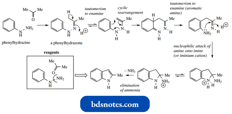 Heterocycles Fischer Indole Synthesis
