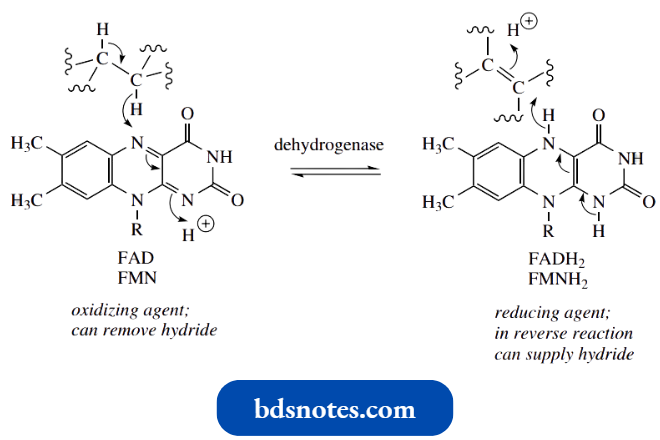 Heterocycles Flavin Nucleotides