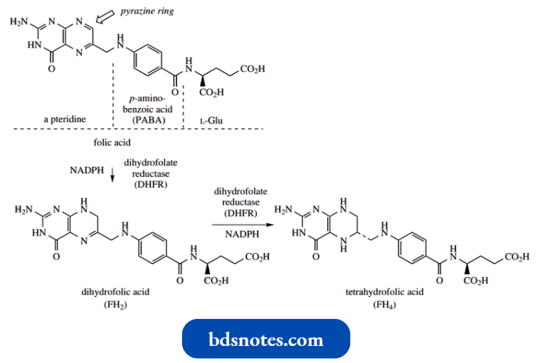 Heterocycles Folic Acid