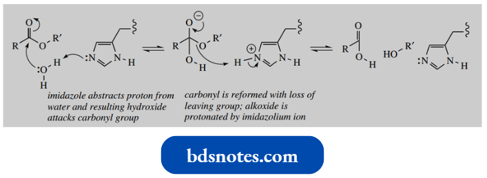 Heterocycles General Base Catalysed Ester Hydrolysis