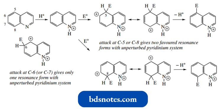 Heterocycles N Methylquinolinium Salts
