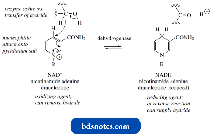 Heterocycles Nicotinamide Adenine Dinucleotide