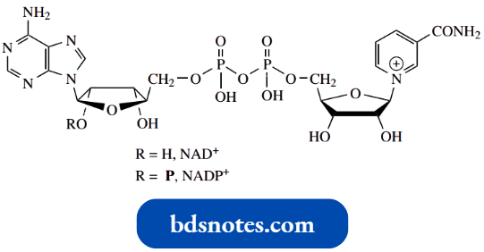 Heterocycles Nicotinic Acid And Nicotinamide