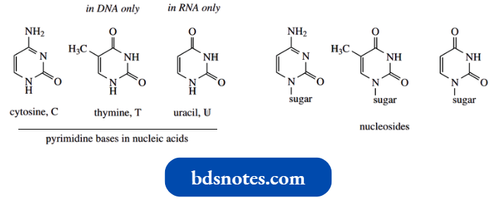 Heterocycles Pyrimidine Bases In Nucleic Acids