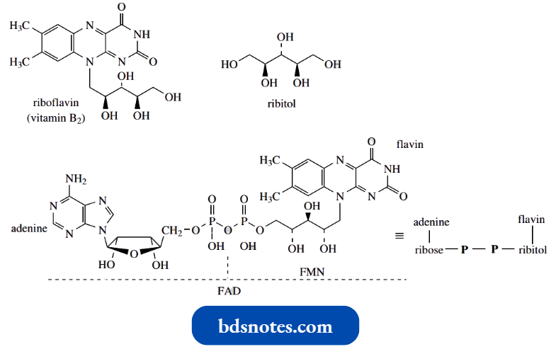 Heterocycles Riboflavin