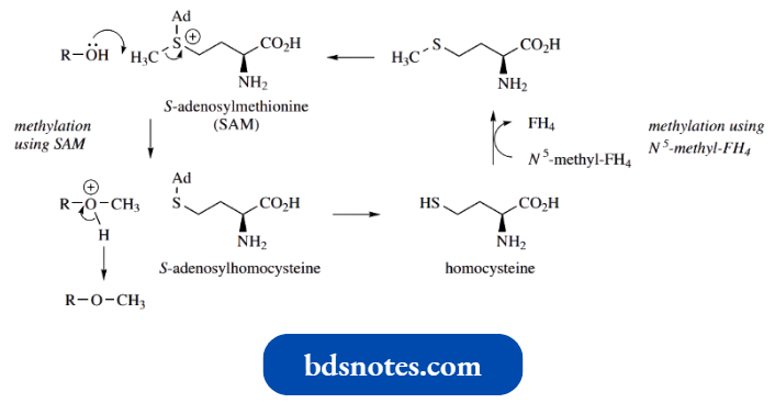Heterocycles S Adenosylmethionine