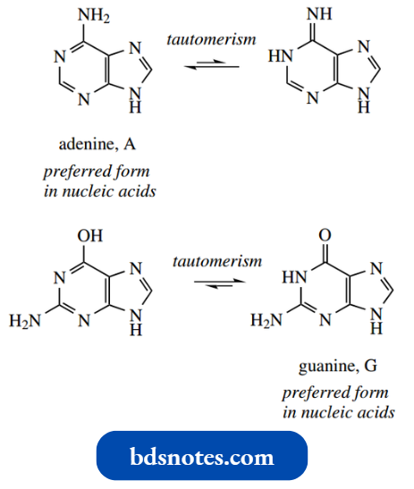 Heterocycles Tautomerism