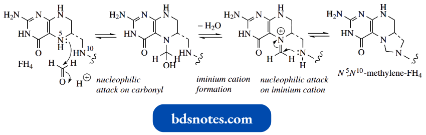 Heterocycles Tetrahydrofolic Acid.
