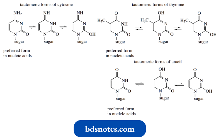 Heterocycles Thymine Are Dioxypyrimidines
