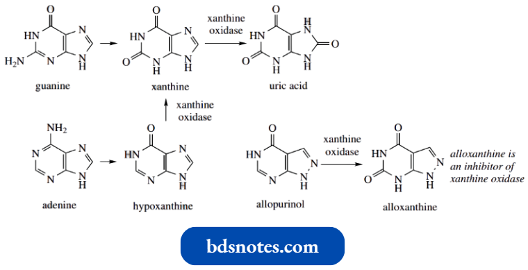 Heterocycles Uric Acid A Purine Metabolite