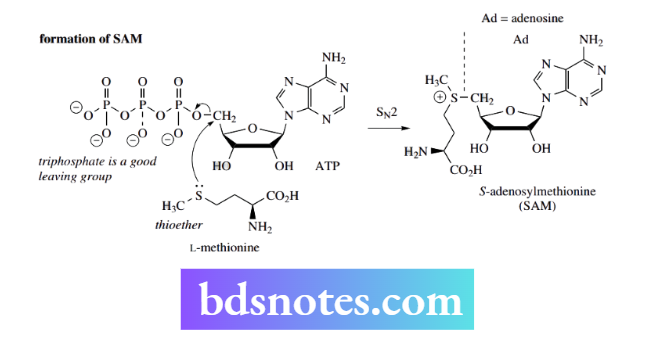 Nucleophilic Reactions Nucleophilic Substitution Adenosine Triphosphate