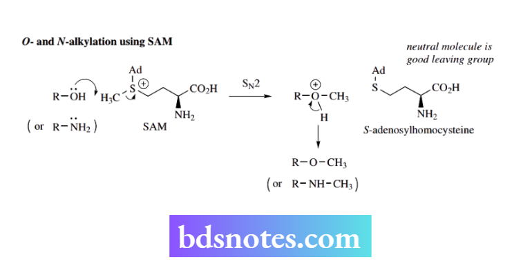 Nucleophilic Reactions Nucleophilic Substitution O- and N-alkylation using SAM