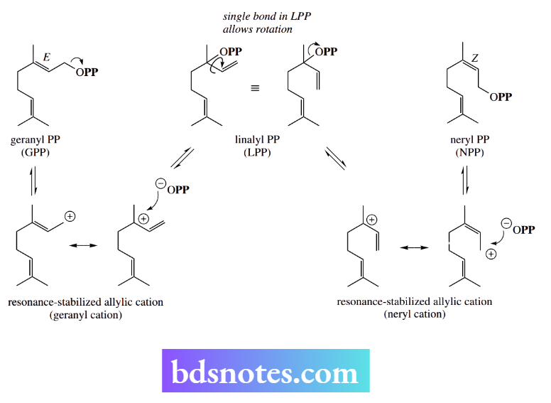 Nucleophilic Reactions Nucleophilic Substitution Resonance-Stabilized Allylic Cation