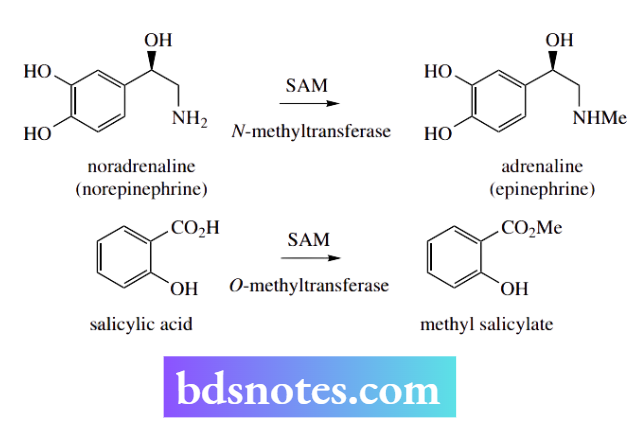 Nucleophilic Reactions Nucleophilic Substitution The Enzymes Are Usually Termed Methyltransferases