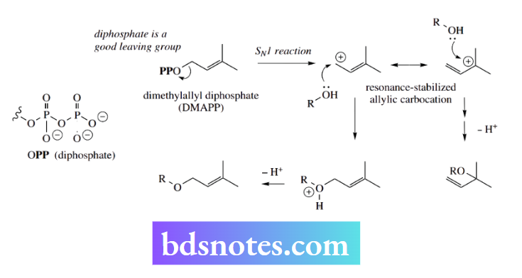 Nucleophilic Reactions Nucleophilic Substitution The compound dimethylallyl diphosphate