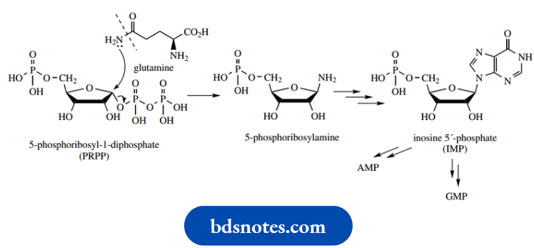 Nucleosides Nucleotides And Nucleic Acids 5 Phosphoribosylamine