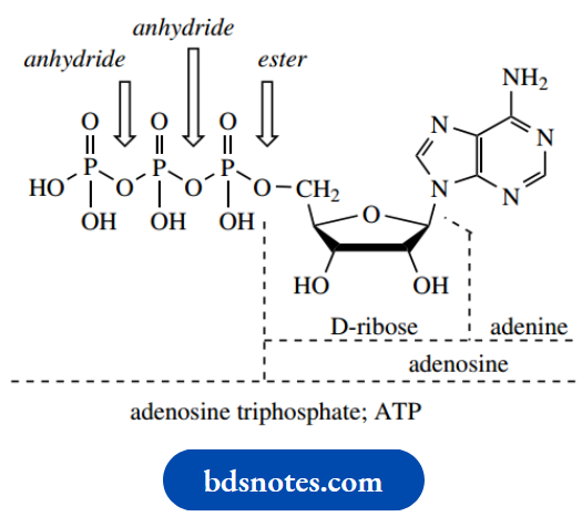 Nucleosides Nucleotides And Nucleic Acids Adenosine Triphosphate