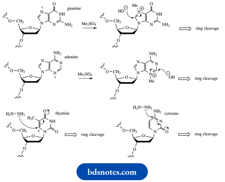 Nucleosides Nucleotides And Nucleic Acids Cleavage