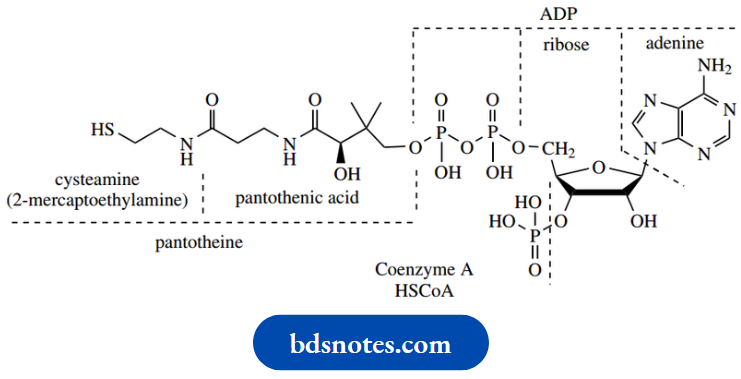 Nucleosides Nucleotides And Nucleic Acids Coenzyme A
