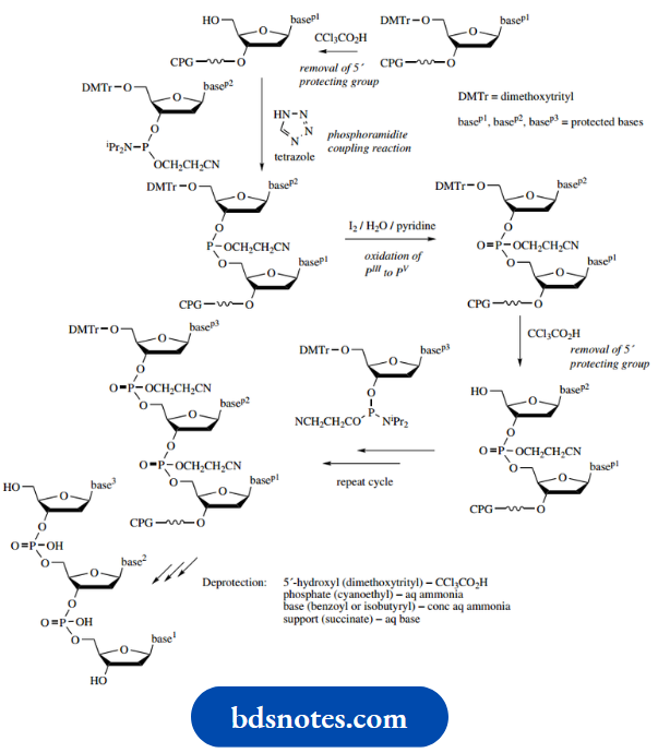 Nucleosides Nucleotides And Nucleic Acids Coupling.