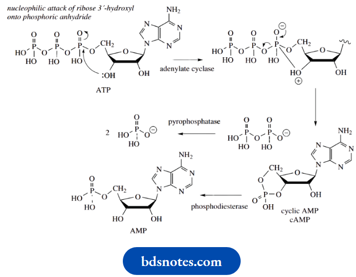 Nucleosides Nucleotides And Nucleic Acids Cyclic AMP