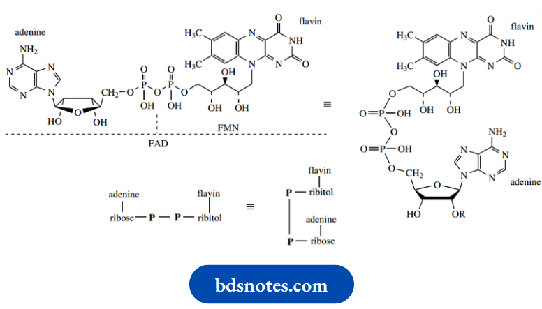 Nucleosides Nucleotides And Nucleic Acids Flavin