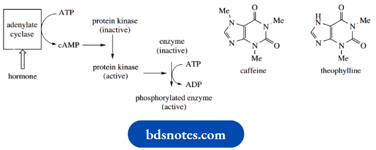 Nucleosides Nucleotides And Nucleic Acids Hormones