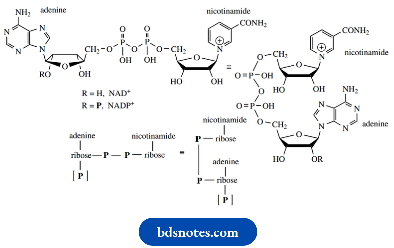Nucleosides Nucleotides And Nucleic Acids Nicotinamide Adenine Dinucleotide