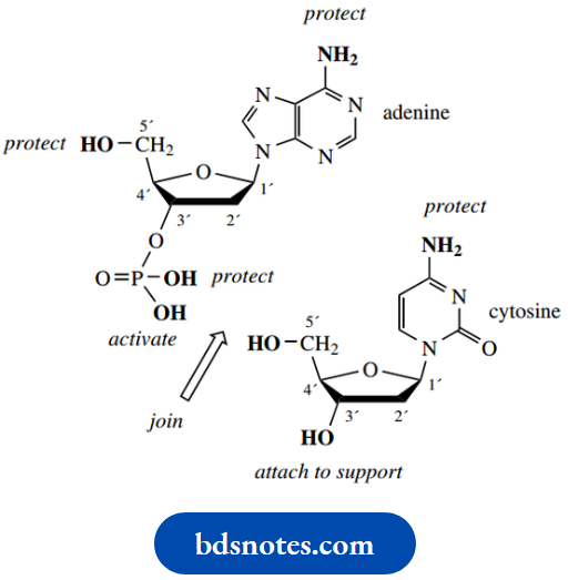 Nucleosides Nucleotides And Nucleic Acids Oligonucleotide Synthesis