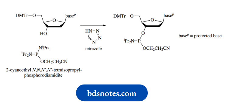 Nucleosides Nucleotides And Nucleic Acids Phosphoramidite