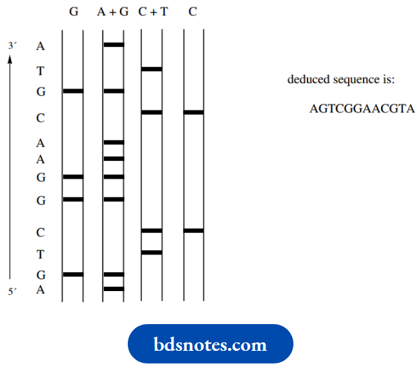 Nucleosides Nucleotides And Nucleic Acids Representation Of A DNA Sequencing Gel